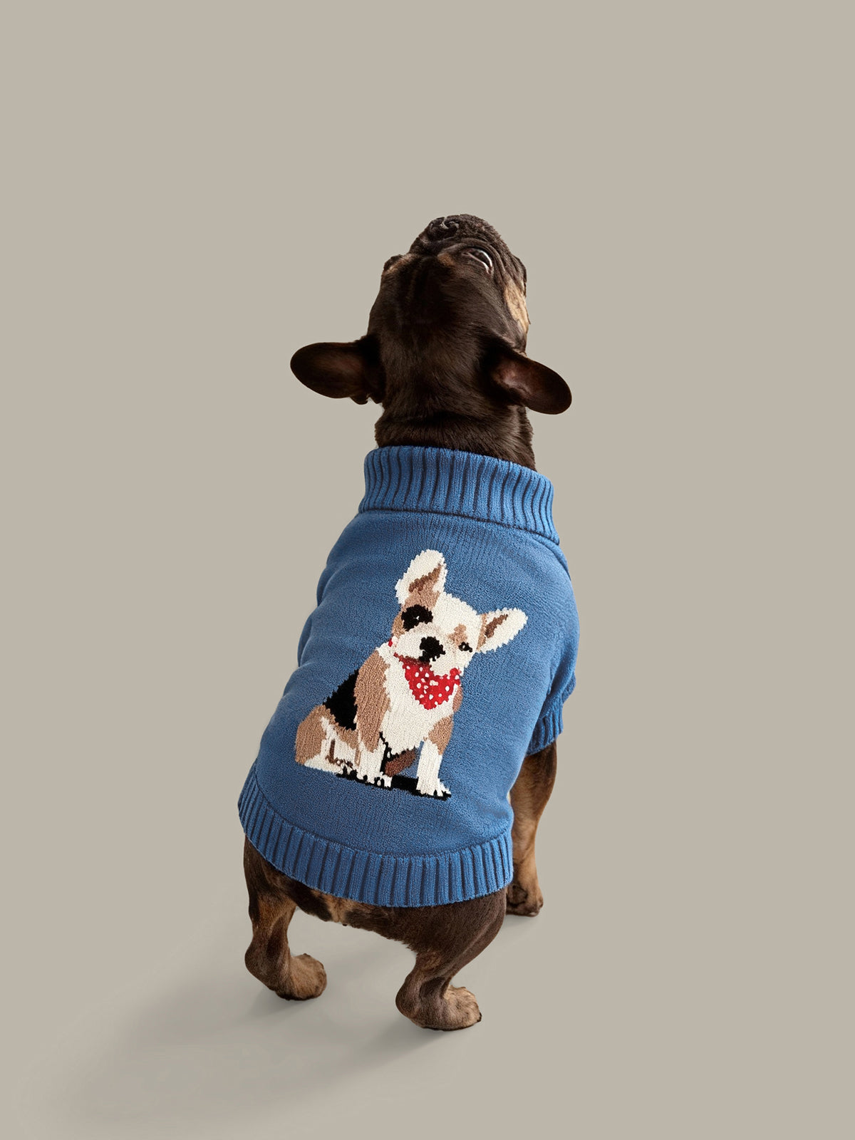 Boston Terrier Cotton Dog Sweater