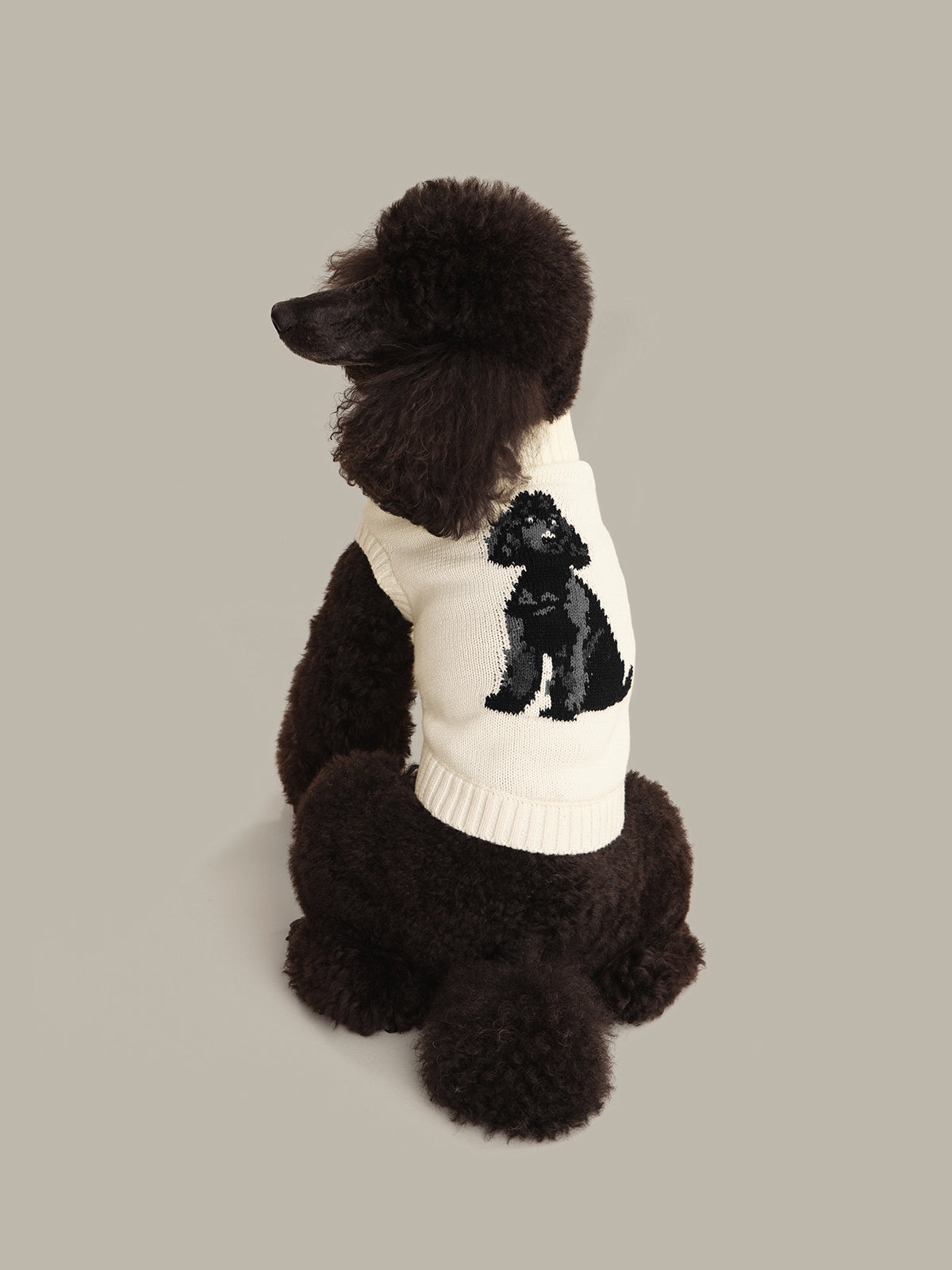 Black poodle wearing a white sweater with a black dog graphic on a beige background