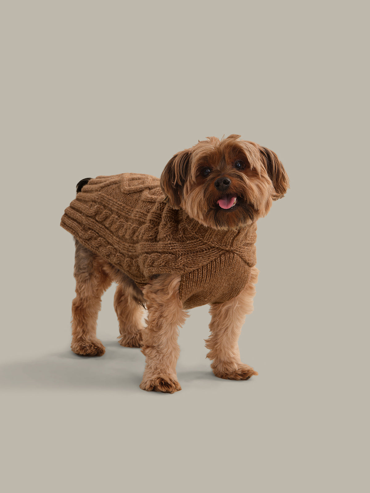 Dog wearing a brown knitted sweater on a plain background